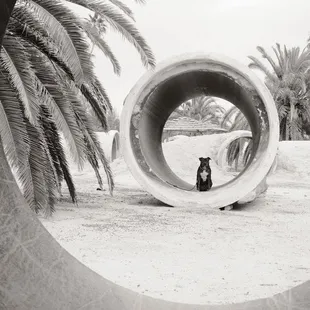 There used to llamas across the way. The tubing was their shade.