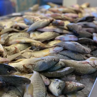 Fresh fish on display