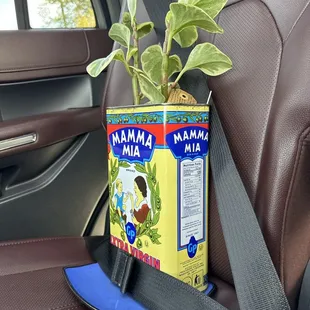 Thrift store unique plants for sale