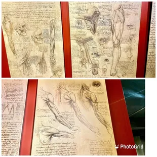 Da Vinci Inventions Exhibit: Drawings of the human body