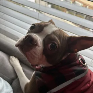 Max S.
