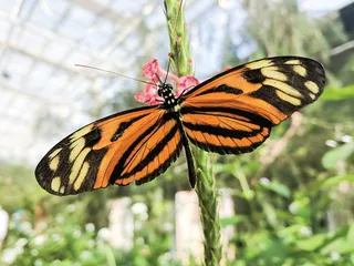Butterfly Wonderland