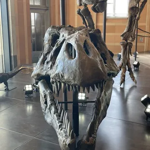 Dino skull