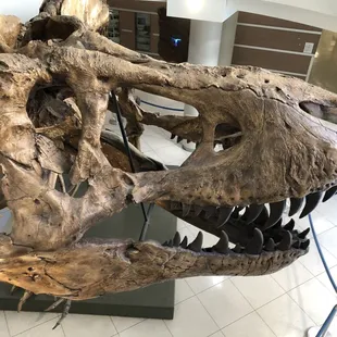 T-Rex fossil replica/ cast of a skeleton.  Only about 2 dozen T-Rex fossils have been found worldwide to date.