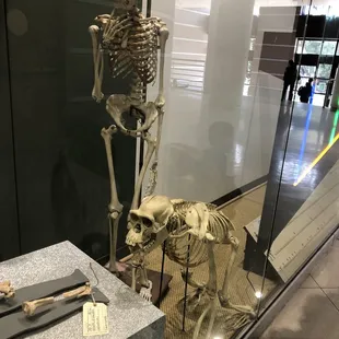 More fossil replica's/  casts of a skeletons- kiddos not patient long enough for me to read the info