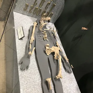 Lucy replica/ cast of a skeleton.   I thought it was so cool, kids eh not so much