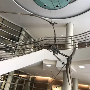 pterodactyl fossil replica/ cast of a skeleton