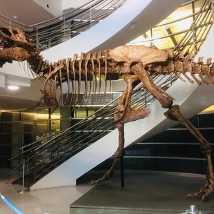 Watch out for the T-rex on campus!!