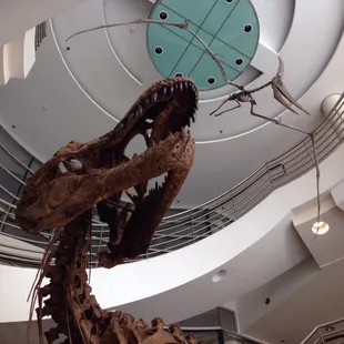 These are casts of the real fossils. Still pretty cool, though!