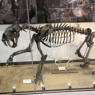 Saber tooth cat fossil replica (cast of a skeleton) compared to a typical domestic cat
