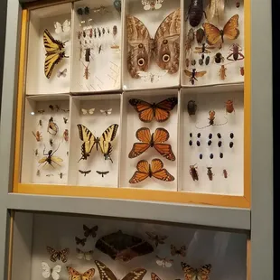 My favorite display! I love butterflies!