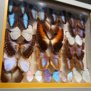 Butterflies