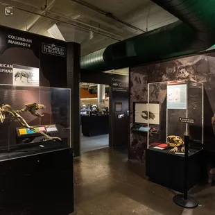 Cenozoic exhibit on display at Museum of World Treasures