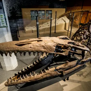 Logan the Tylosaurus on display at Museum of World Treasures