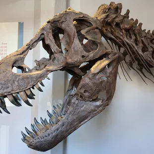 Cast skull of Stan the T. rex on display at Museum of World Treasures in Wichita, KS