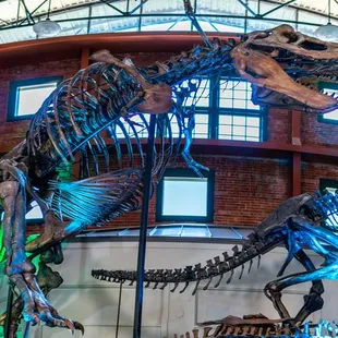 Dinosaur fossils, including Ivan the T. rex , on display at Museum of World Treasures in Wichita, KS