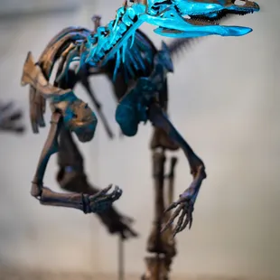 &quot;Peep&quot; the Thescelosaurus neglectus on display at Museum of World Treasures in Wichita, KS