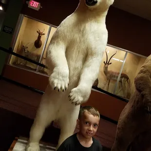 POLAR BEAR! excellent!