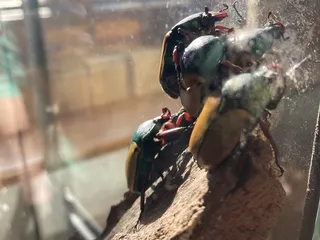 K-State Insect Zoo