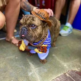 Pub crawl puppy