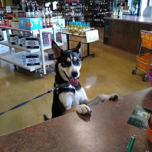 We're pet friendly. Bring Fido in to check us out. Make sure he has his I.D.!