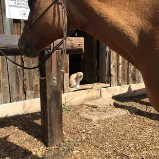 Barn cat maintaining eternal vigilance against the rodent menace.