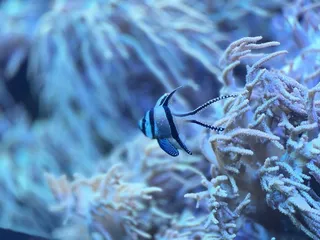 Oklahoma Aquarium