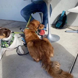 two dogs sitting at a table