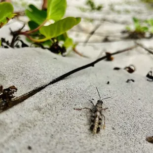 Some kind of grasshopper
