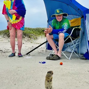 Spotted ground squirrels r very friendly...of course we know y..actually it even would fetch our foam golf ball lol