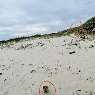 Great blue Herron &amp; Spotted ground squirrel in same shot