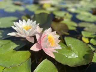 Woodlake Botanical Garden