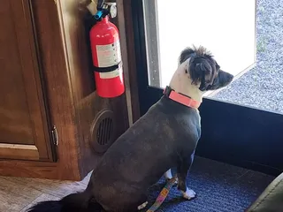 Families Pet Grooming