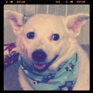 Freshly washed with a complementary bandana