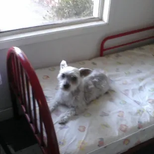 Freshly groomer &amp; waiting for mom to pick him up.