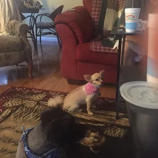 Coco looking adorable the first night after she was groomed. She was with us when we went boating and got ALOT of attention!