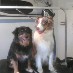 Shop dog River &amp; her freshly groomer friend !
