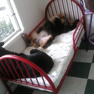 Doggies relaxing during day care :)