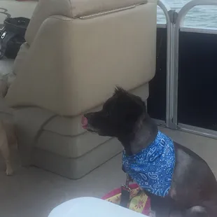 Jax out for a boat ride (first time!)
