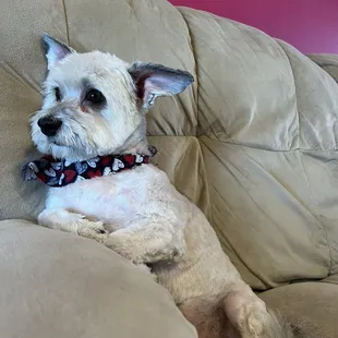 Muttamorphosis Dog Grooming