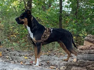 El Paso Animal Hospital