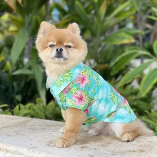 Cute Hawaiian shirts for dogs. Many prints available in store.  In store has more selections than online  store.