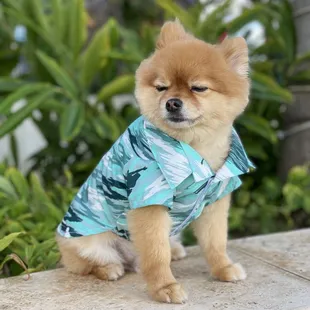 Surfer shirts for your dos? Made in Hawaii and sold only here.