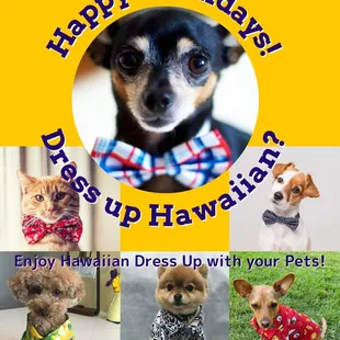 Explore our wide range of Hawaiian-inspired items for pets! From collar covers and stylish collars to adorable pet dresses and shirts, we ha