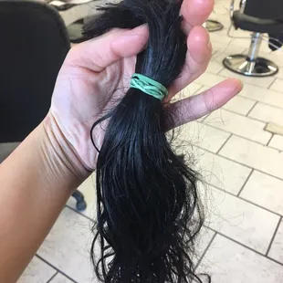 12 inches. It only took 16months to grow.