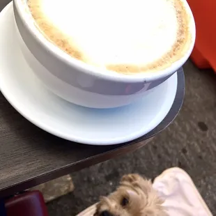Four Paws says they decorate lattes so pretty here! #kokoapproved