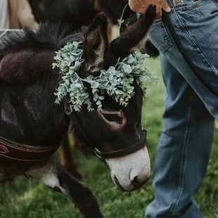 Wedding donkeys are the cutest addition