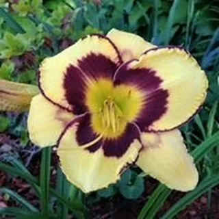 Kathy Williams B.