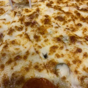 Fly in my pizza. They didn't act surprised.