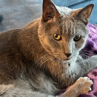 Debbie L.